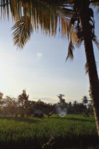 Palm tree overlooking a lush green rice field