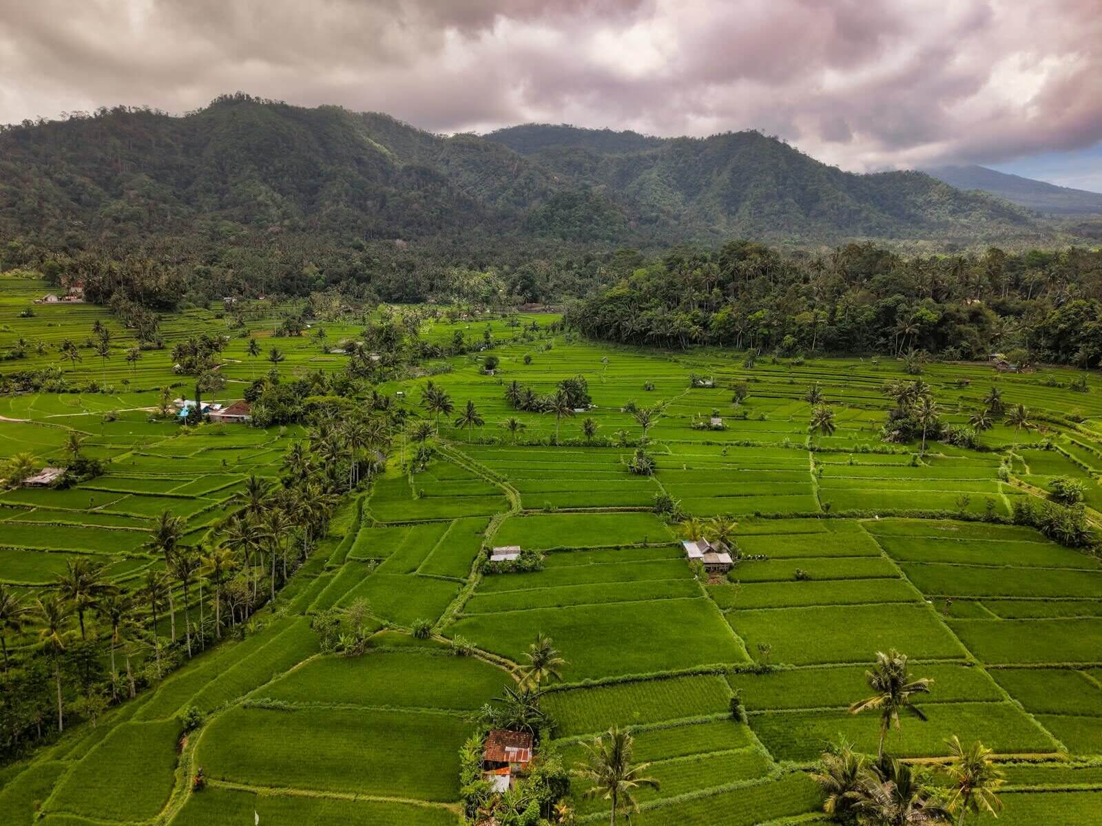 Paysage rizières Sidemen Bali circuit 15 jours
